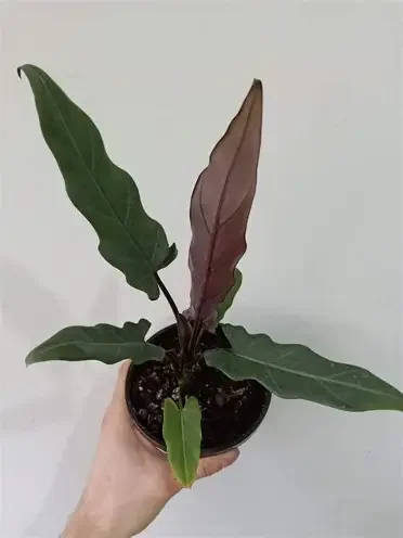 Purple Sword