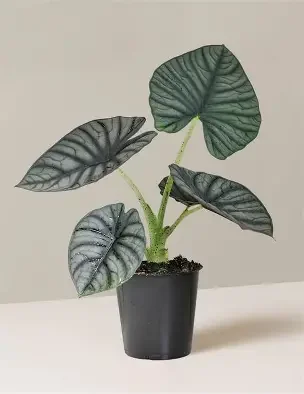 Silver Dragon Alocasia