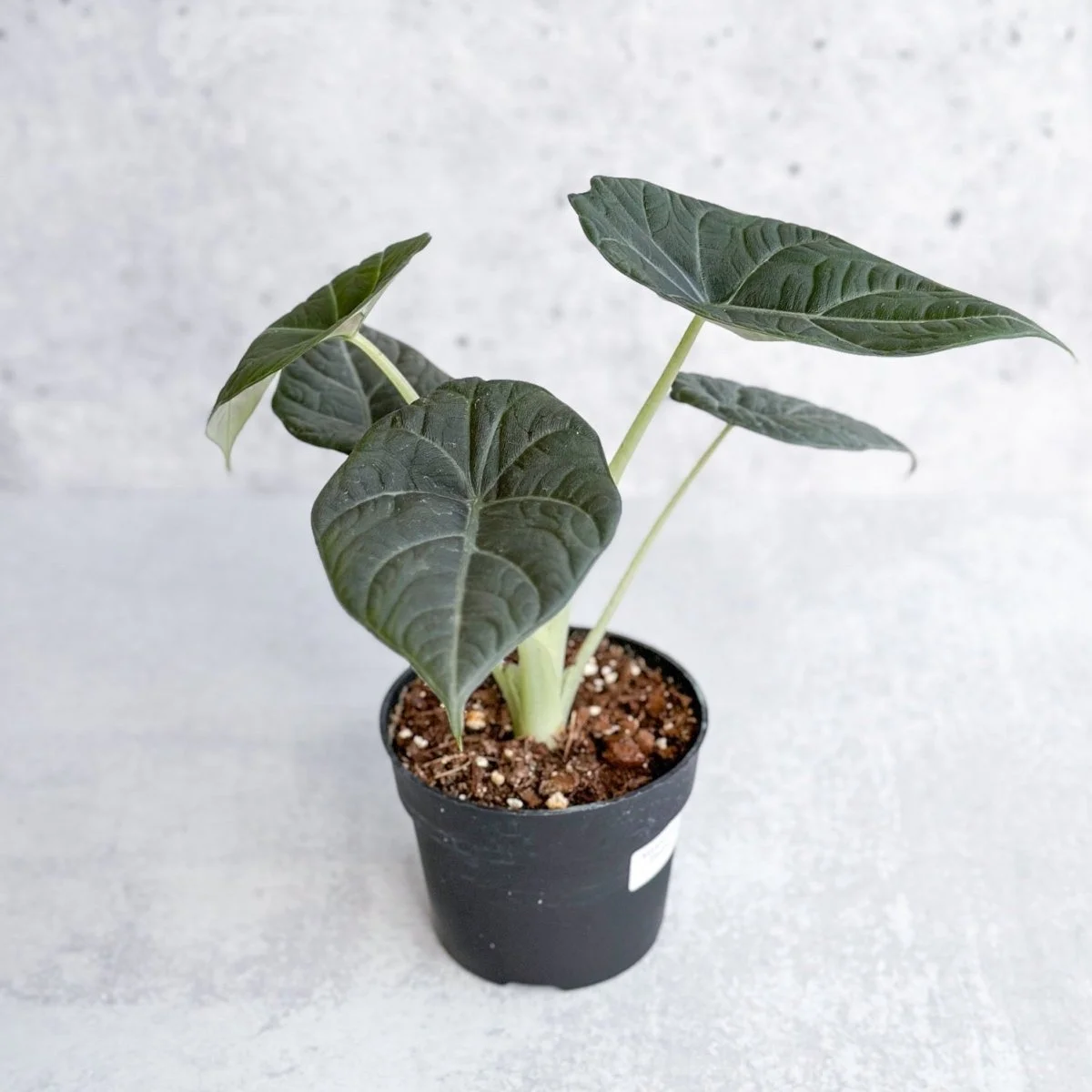 Grey Dragon Alocasia.jpg