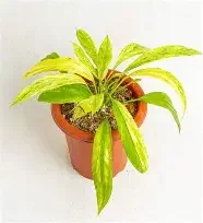 Vittarifolium Aurea Anthurium