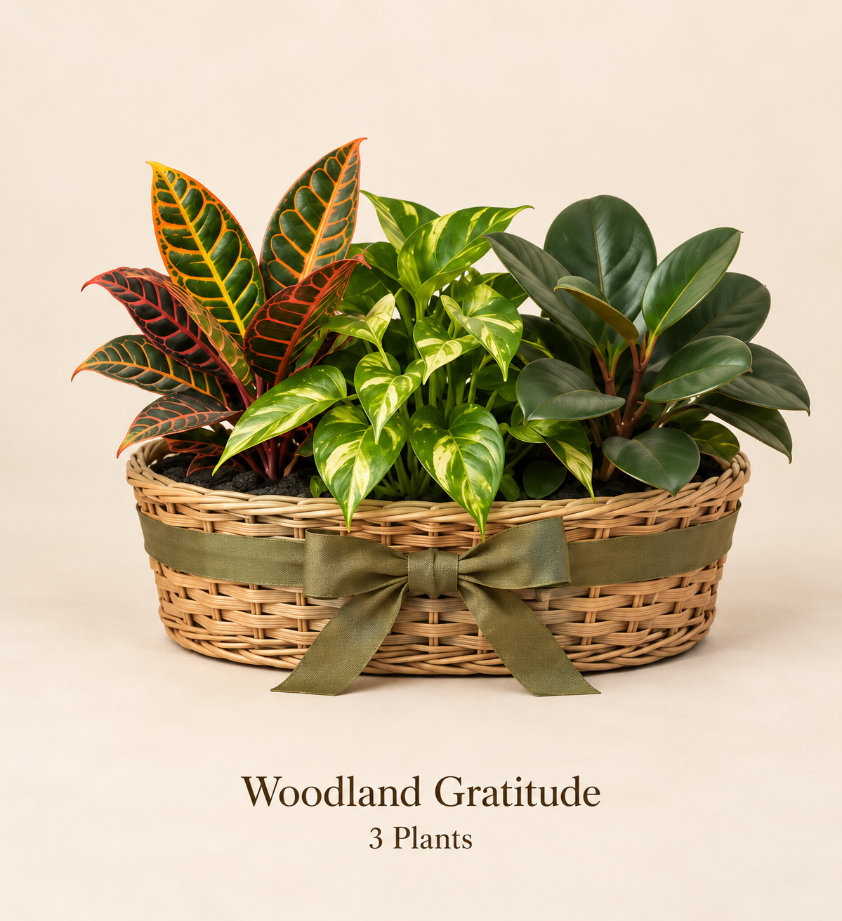 Woodland Gratitude - 3 Plants.png