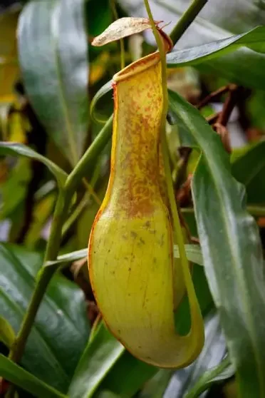 Slender Tropical Pitcher Plant