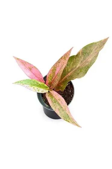 Hookeri Pink Anthurium