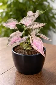 Pink Rolli Arrowhead Plant