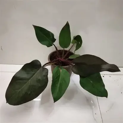 Red Emerald Philodendron