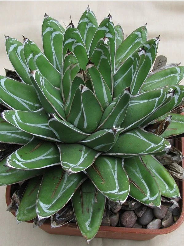 King Ferdinand Agave.jpg