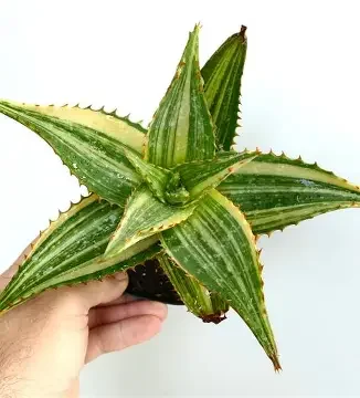 Variegated Aloe