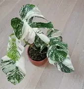 Albo Monstera