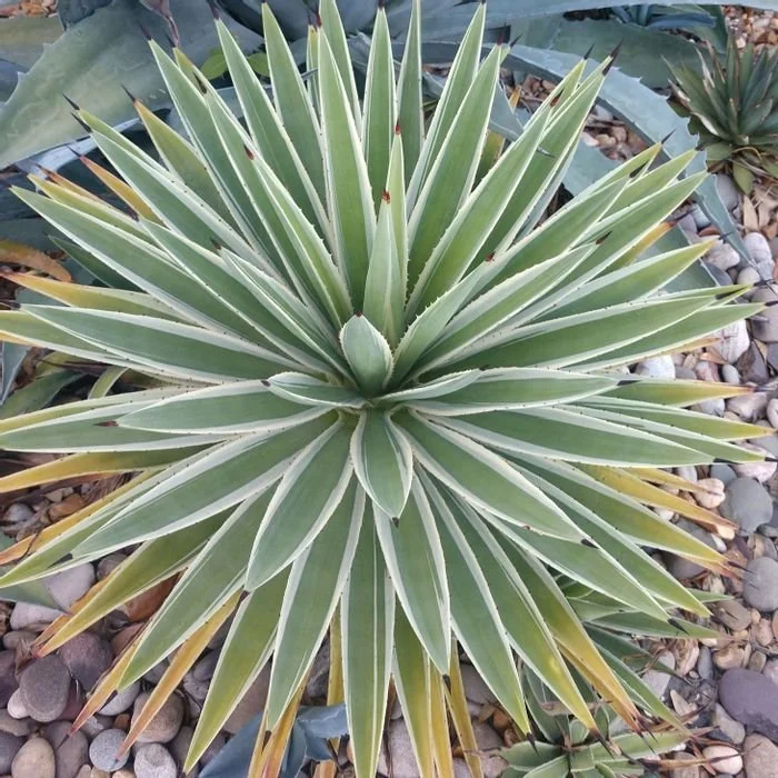 Caribbean Agave - Agave angustifolia