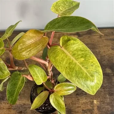 Painted Lady Philodendron