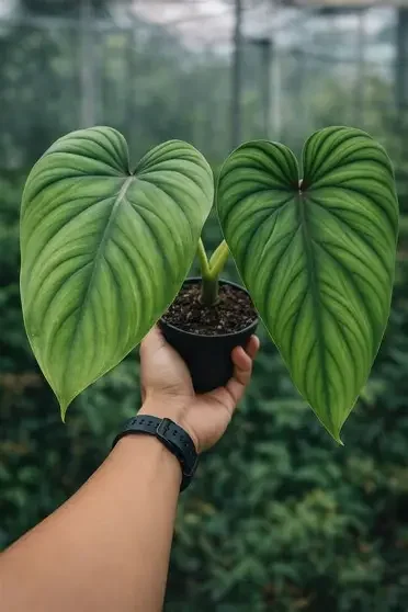 Plowmanii Philodendron