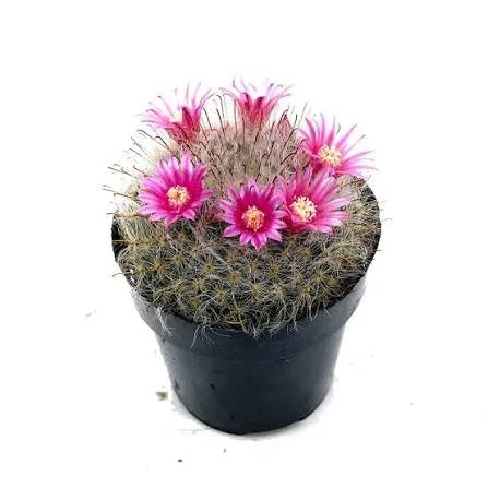 Powder Puff Cactus