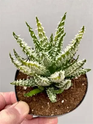Variegated Shark Jaw Aloe