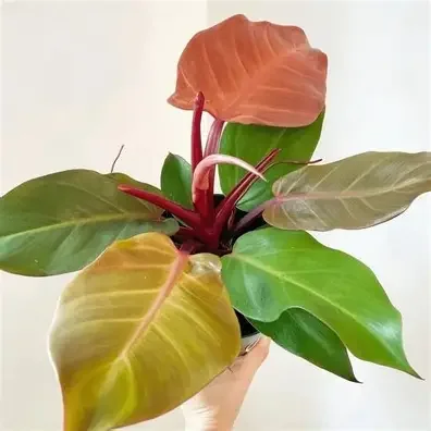 McColley s Finale Philodendron