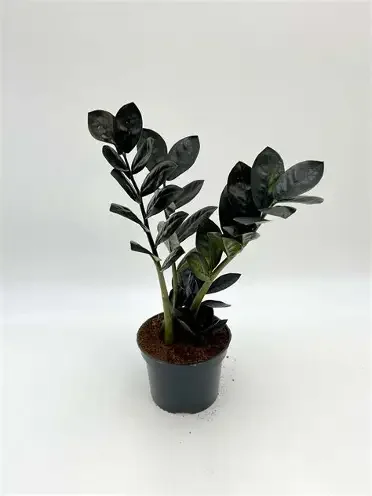 Raven ZZ Plant