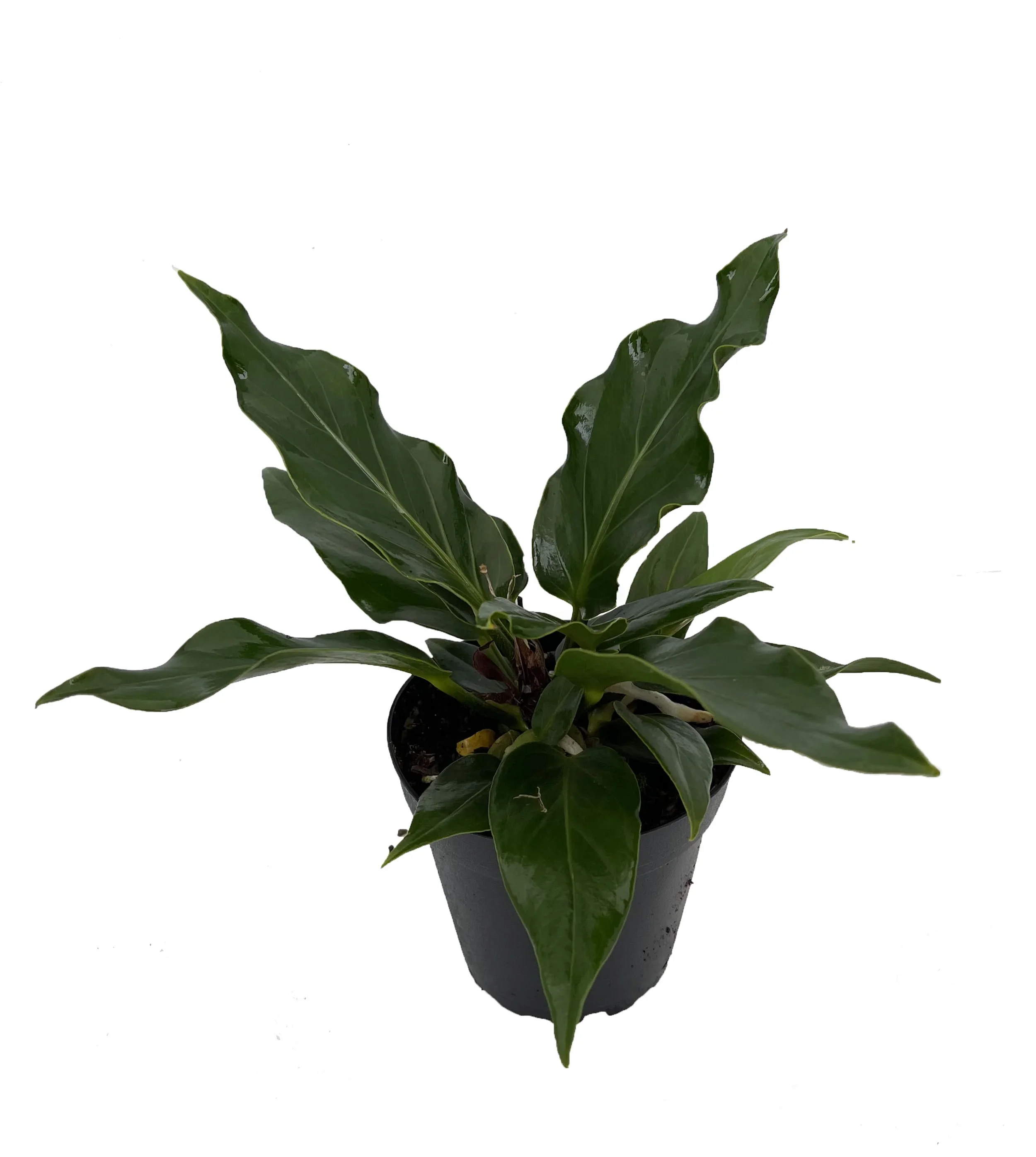 Water Dragon Anthurium