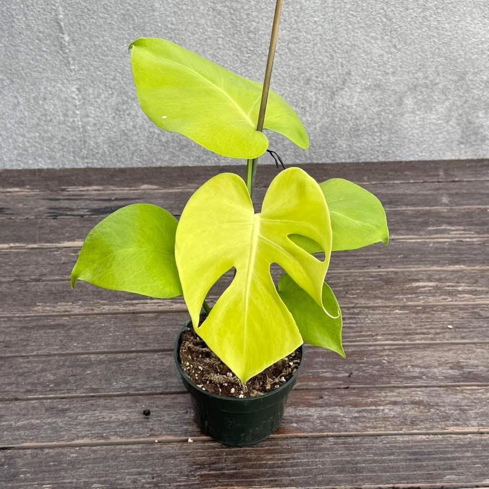 Lime Monstera.jpg