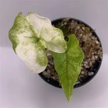 Jacklyn Aurea Alocasia