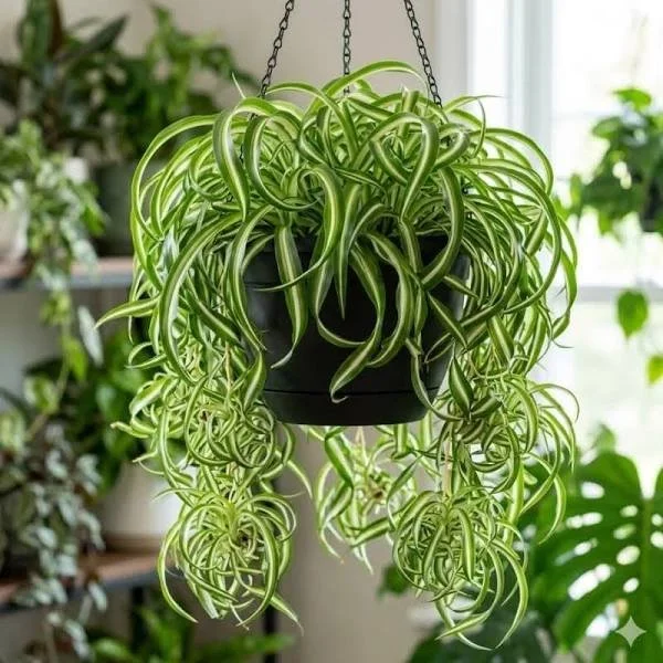 Curly Spider Plant