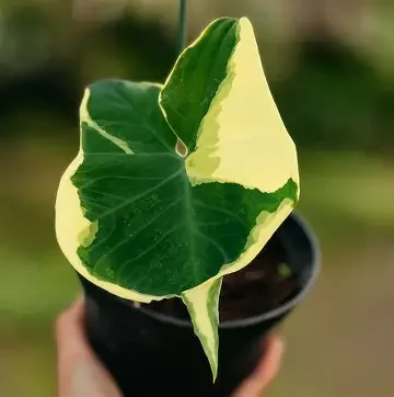 Mickey Mouse Variegated Alocasia