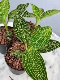 Jewel Orchid Golden Vein
