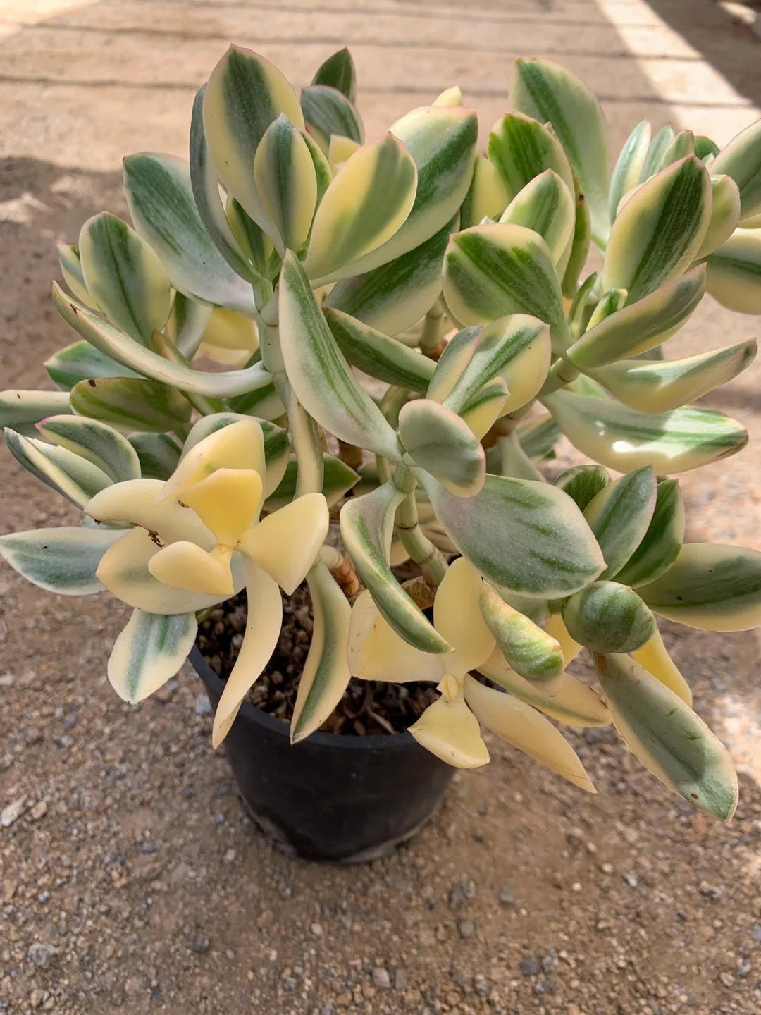 Variegated Jade Plant.jpg