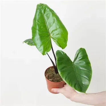 Black Stem Alocasia