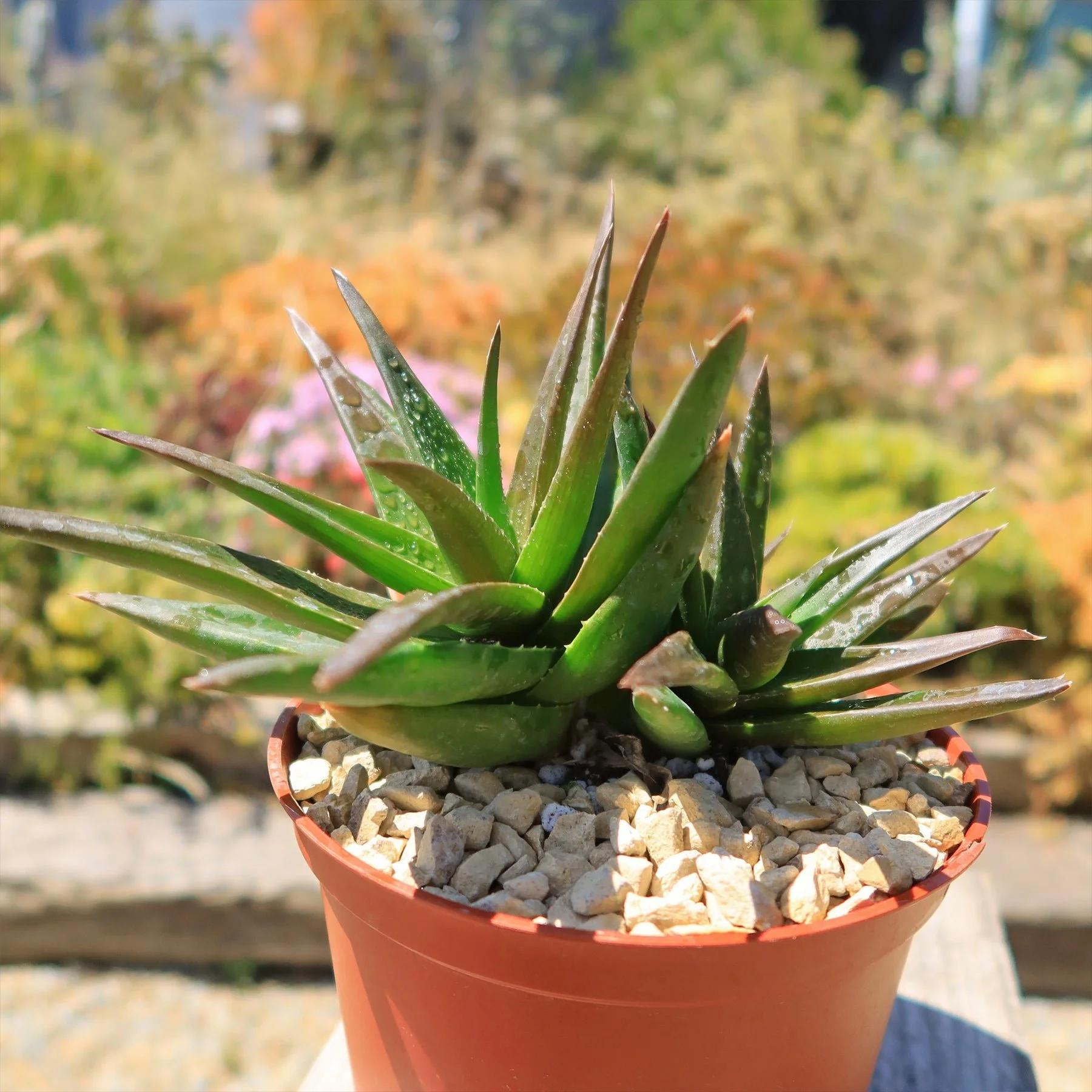 Black Gem Aloe.jpg