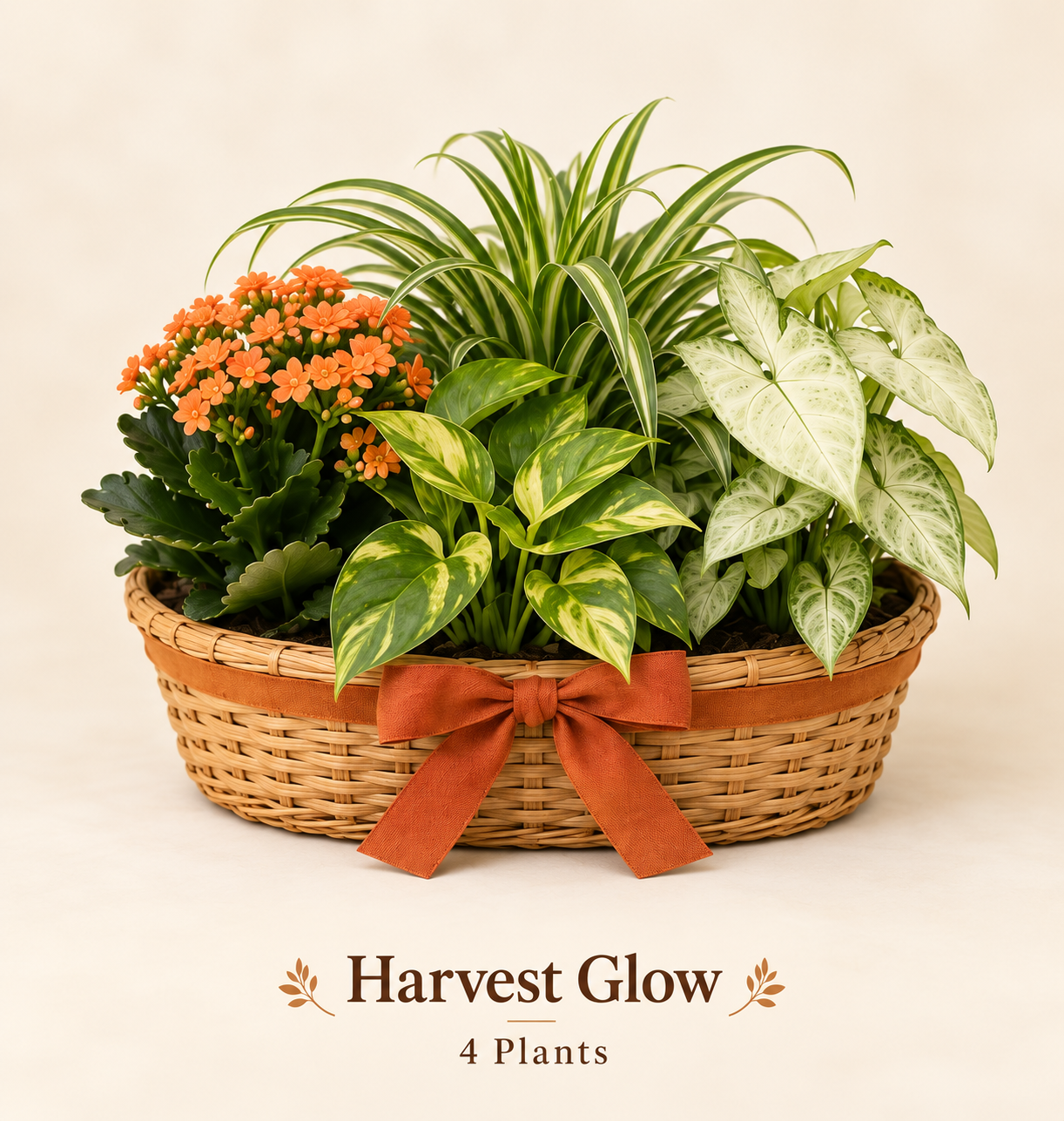 Harvest Glow - 4 Plants.png