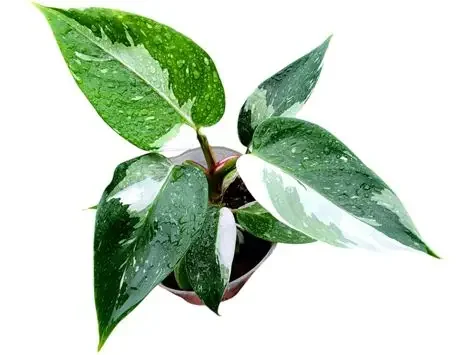 White Princess Marble Galaxy Philodendron