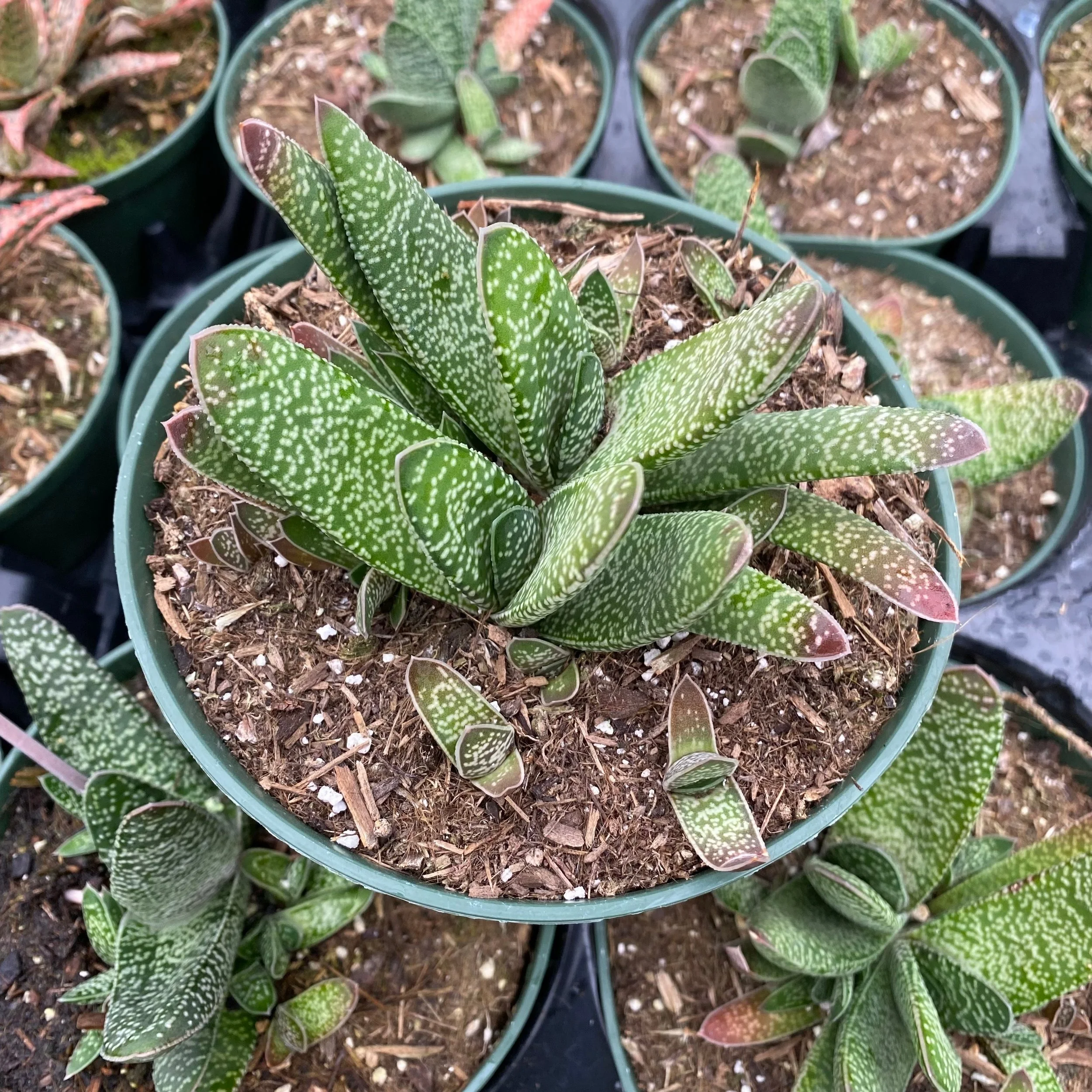 Gasteria bicolor.jpg