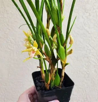 Coconut Orchid Maxillaria tenuifolia Yamada