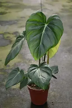 Pastazanum Philodendron