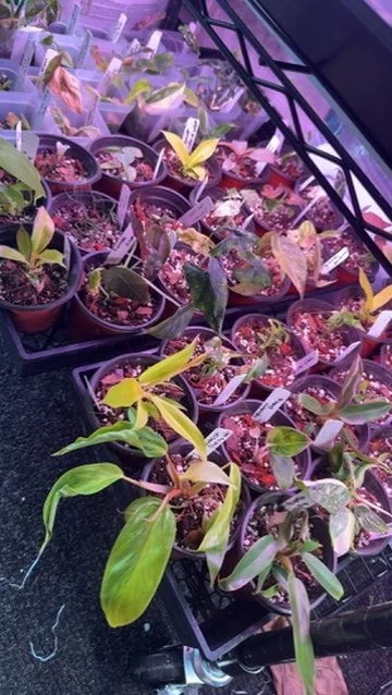 Young tropical plants growing under indoor lights