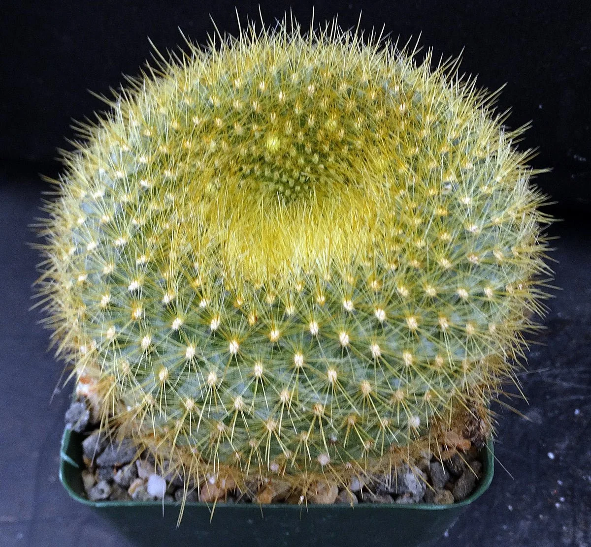 Golden Doughnut Cactus - Echinopsis sp.