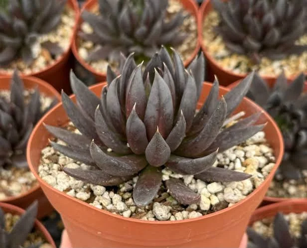 Black Knight Echeveria