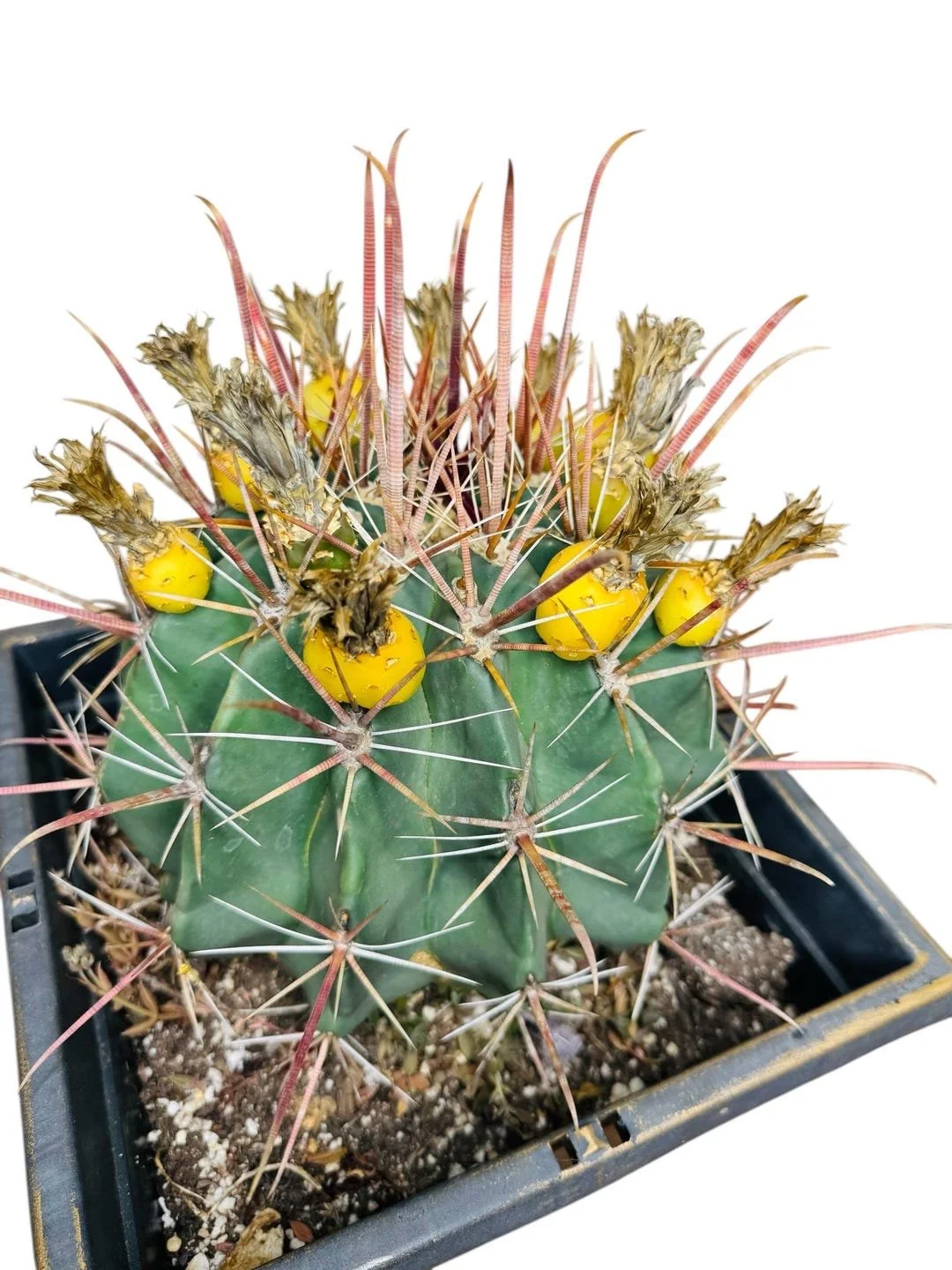 Fishhook Barrel Cactus - Ferocactus wislizeni