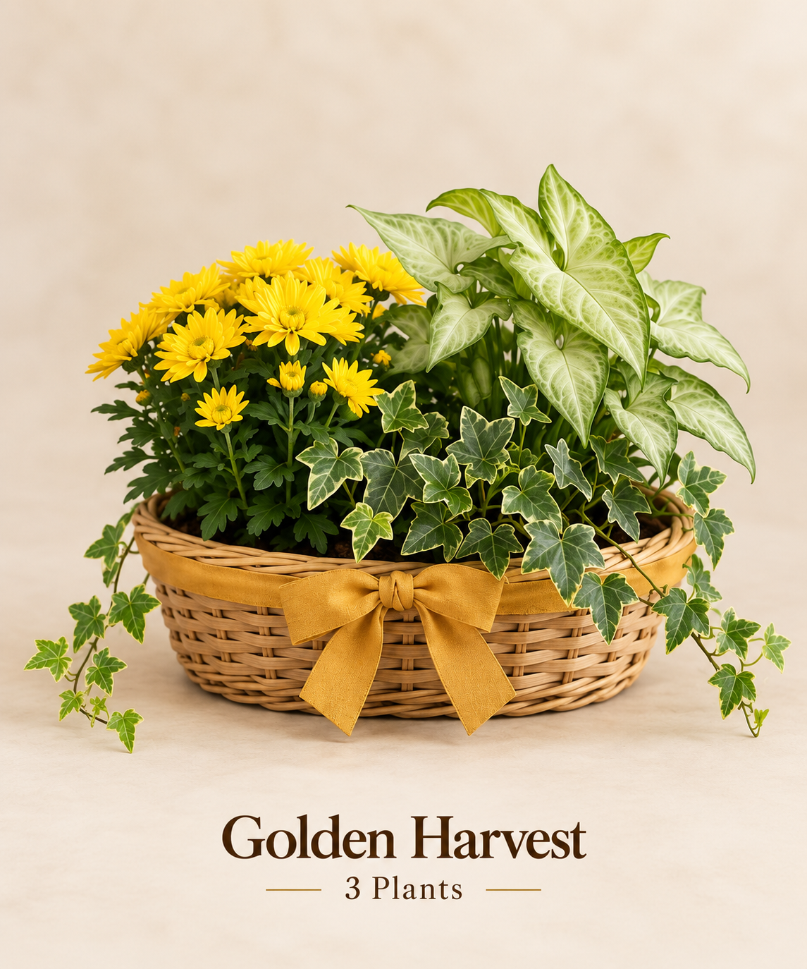 Golden Harvest - 3 Plants.png