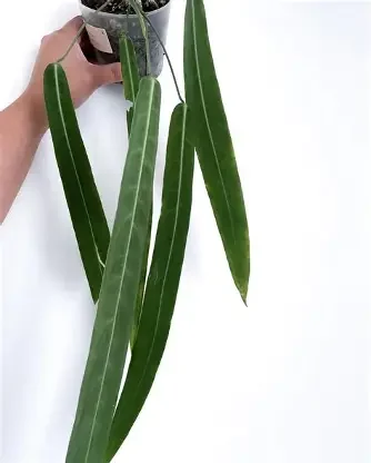 Pallidiflorium Anthurium