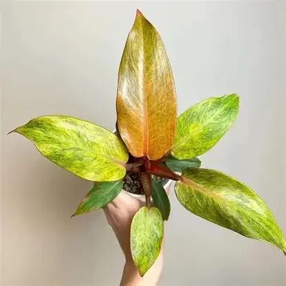 Orange Marmalade Philodendron