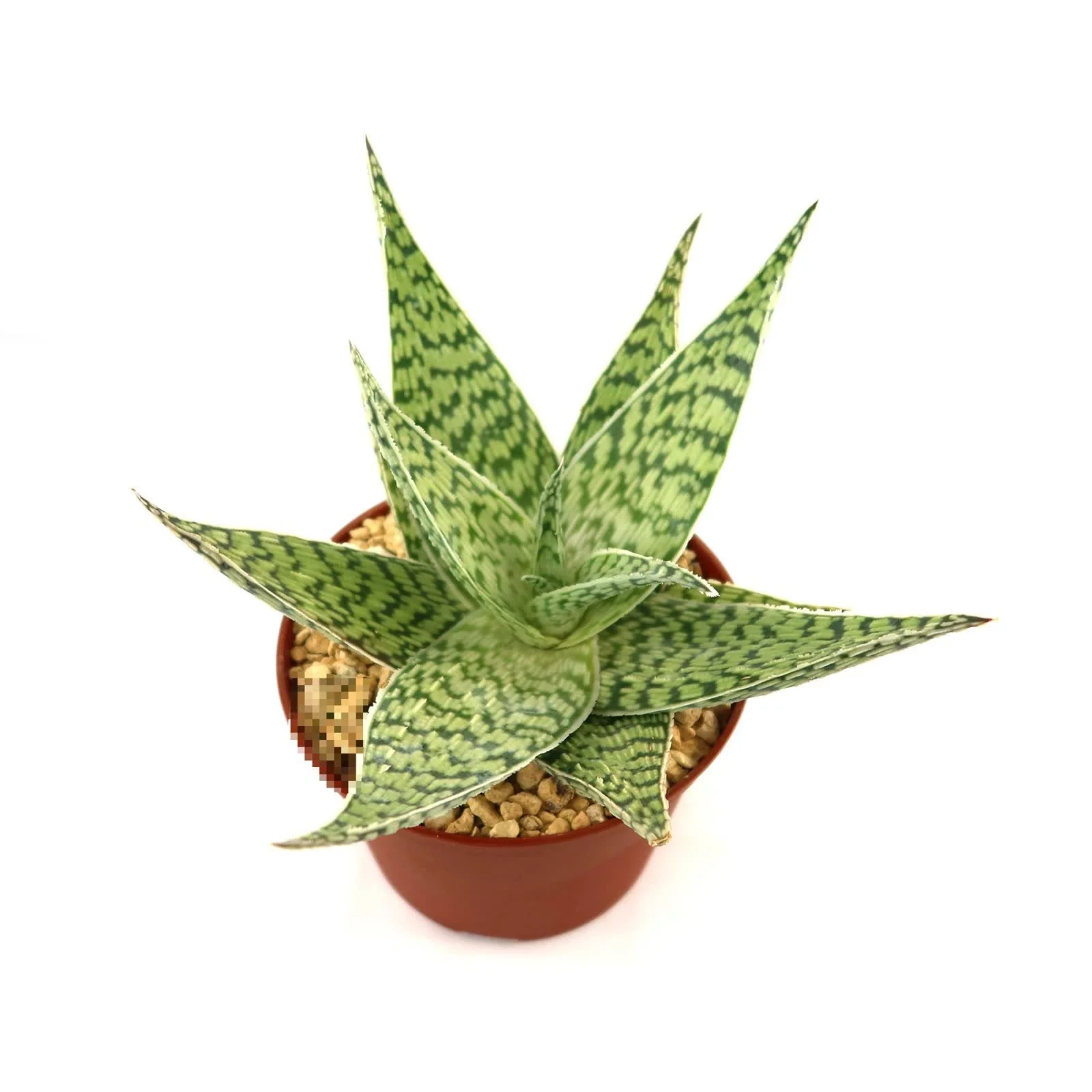 Delta Lights Aloe - Aloe hybrid Delta Lights