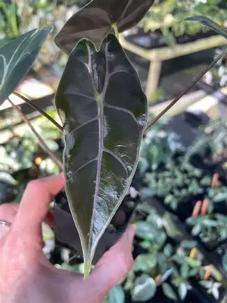 Black Satun Pink Bone Alocasia