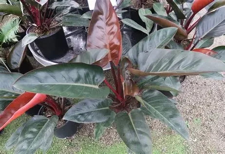 Rojo Congo Philodendron