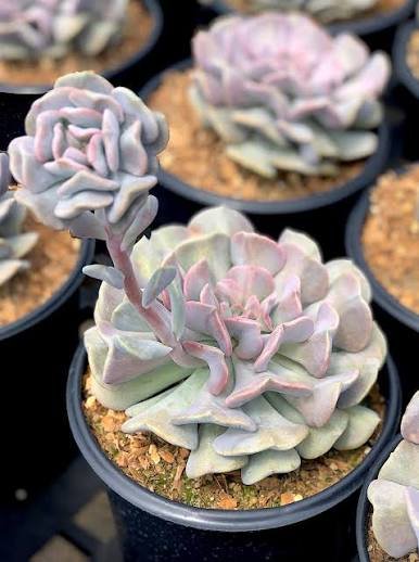Cubic Frost Echeveria