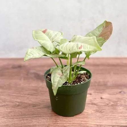 Milk Confetti Syngonium