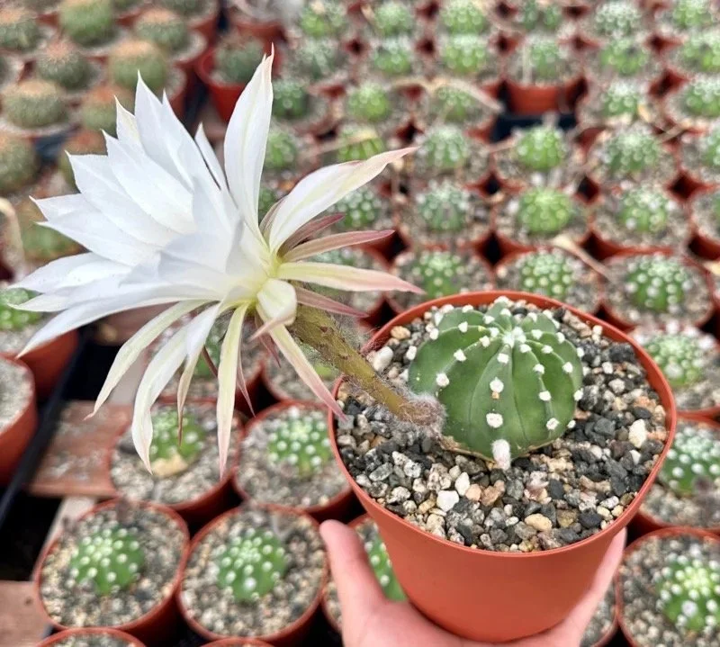 Easter Lily Cactus - Echinopsis oxygona
