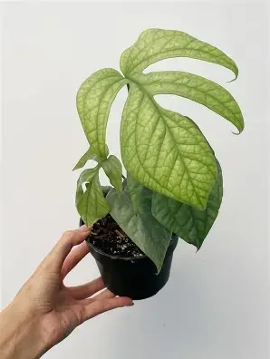 Silver Spiderman Monstera