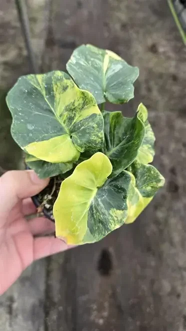 Super Atom Variegated Philodendron