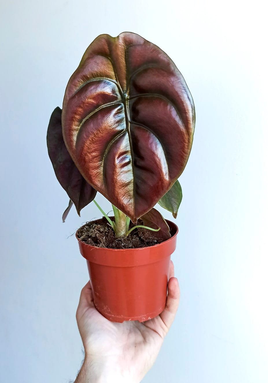 Red Secret Alocasia.jpg