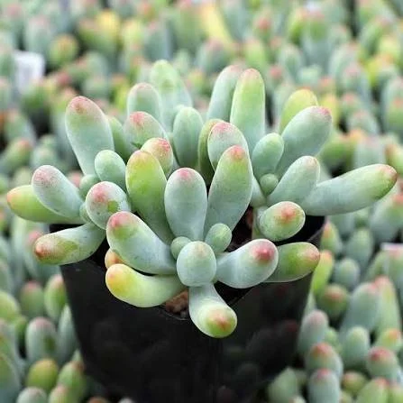 Blue Jelly Bean Sedum